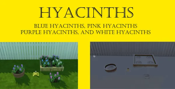Hyacinths Harvestable